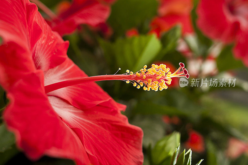 红色的芙蓉雌蕊和雄蕊