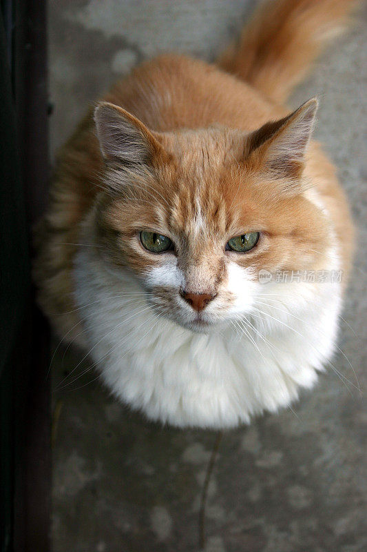 橙色猫抬头看