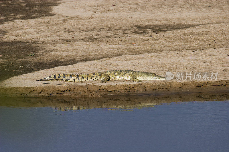 非洲鳄鱼