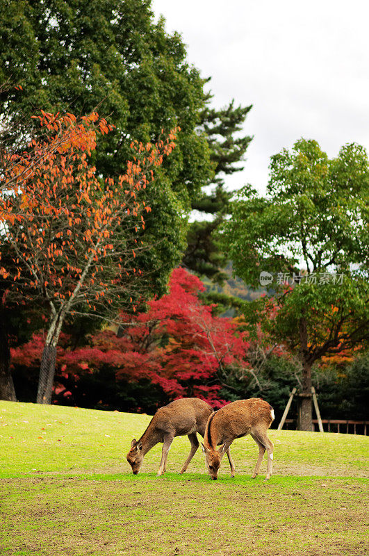 奈良公园的鹿