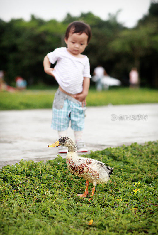 小男孩和鸭子