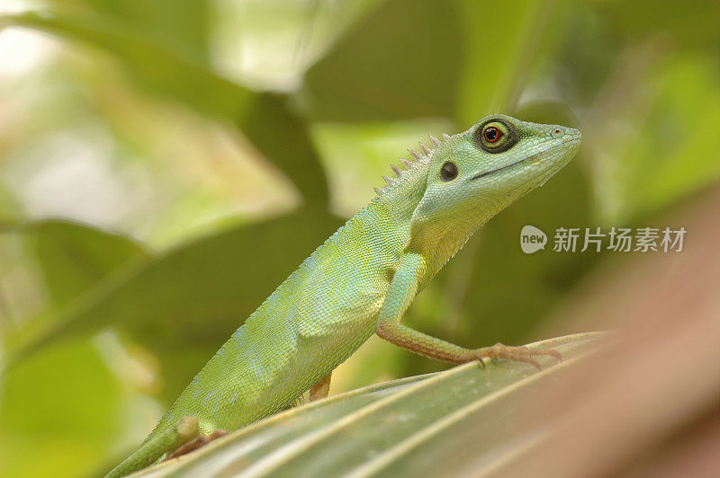 新加坡的绿冠蜥蜴