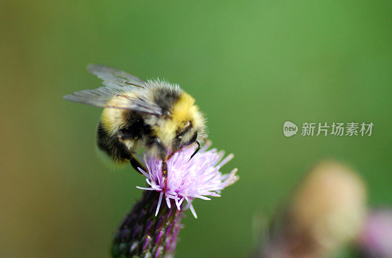 黄尾大黄蜂在蓟上