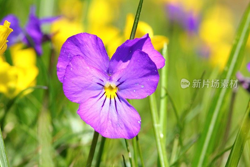 阿尔卑斯山草原上的堇菜(植物)