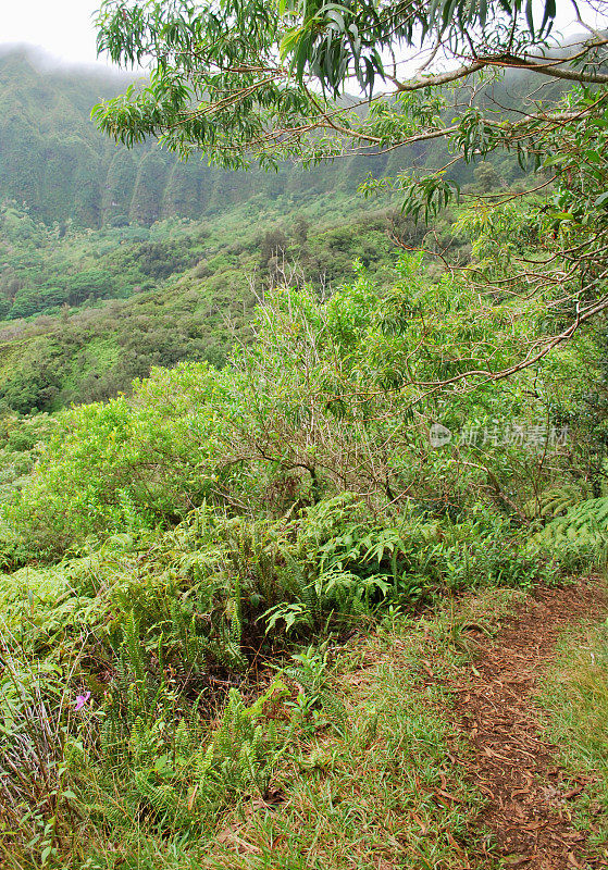 夏威夷库劳山徒步旅行路线