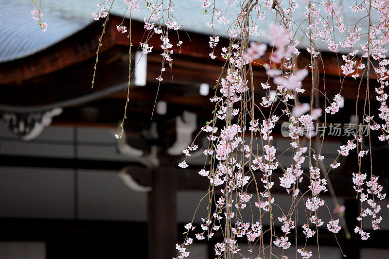 樱花，日本的樱花