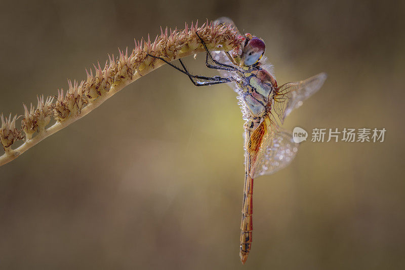 一朵花中的蜻蜓