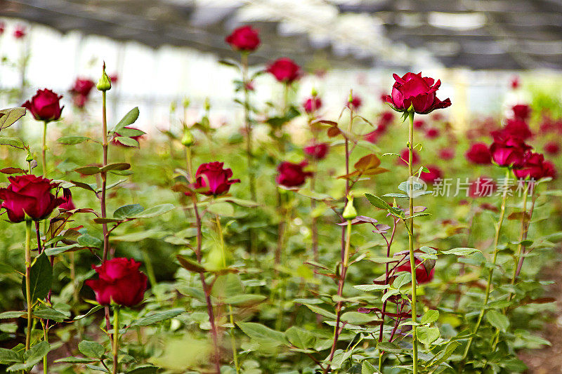 温室里的红玫瑰
