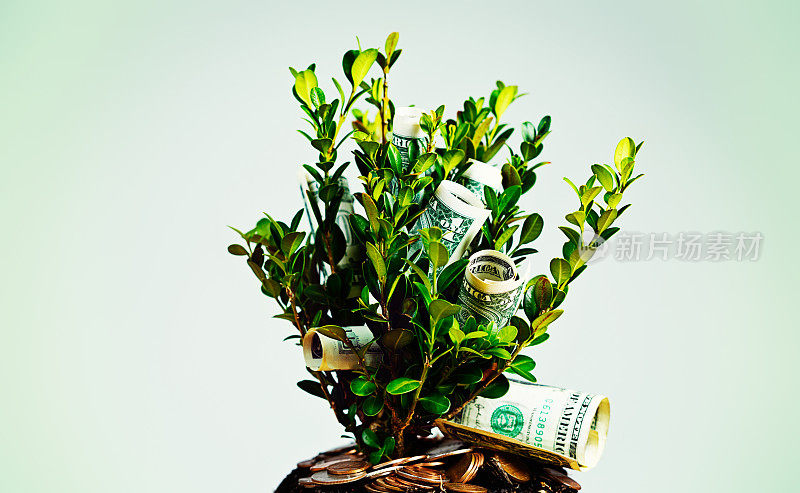 金钱使万物生长，包括植物!