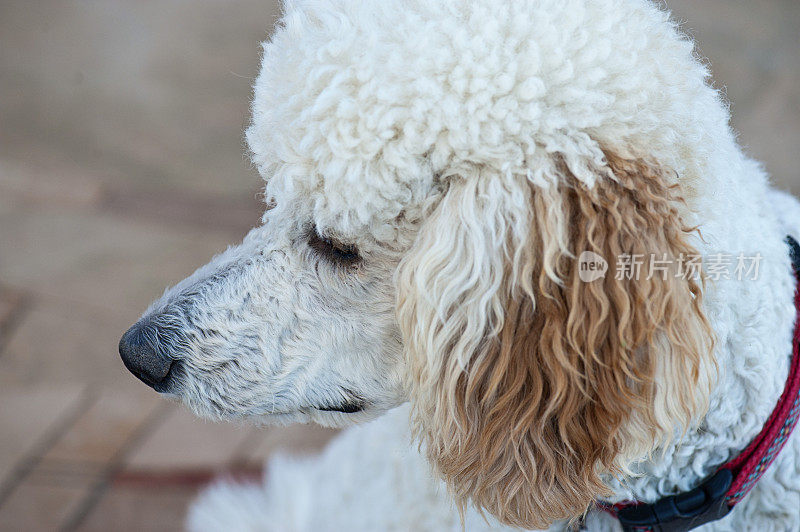 年轻的标准白卷毛犬头部射击。有选择性的重点