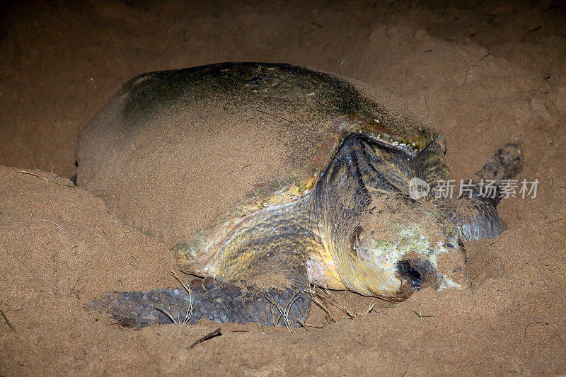 澳大利亚昆士兰州，沙上筑巢的红海龟