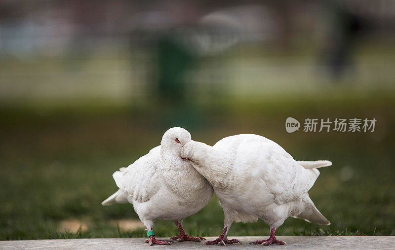 接吻的鸽子