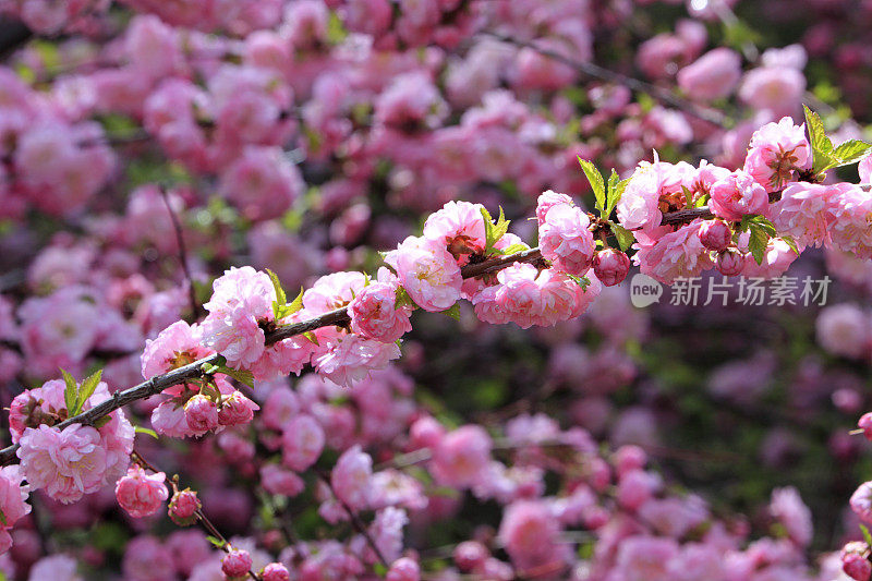 观赏粉红梅花