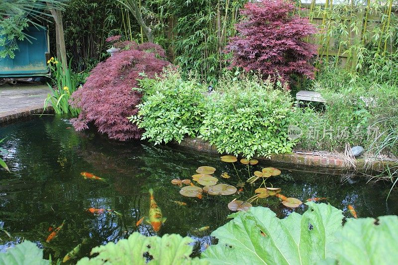 景观花园池塘与锦鲤，金鱼，沼泽植物