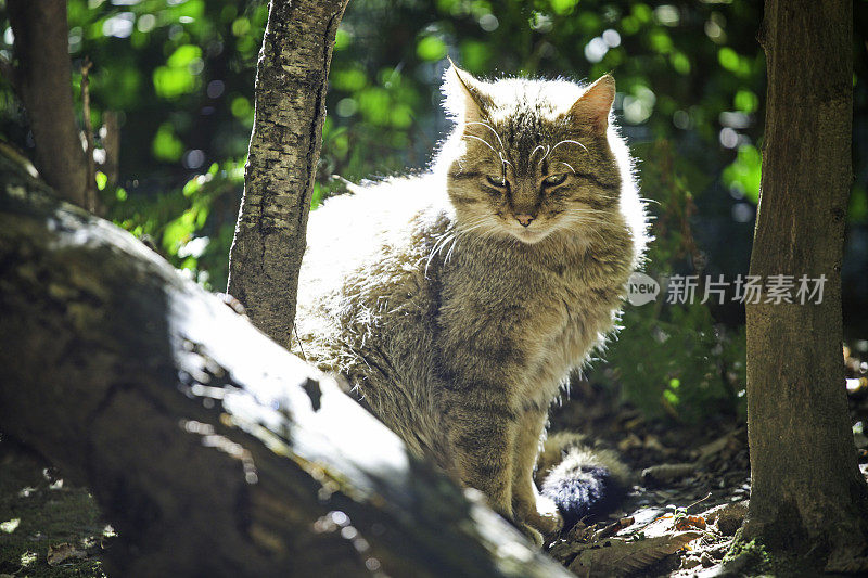 野猫