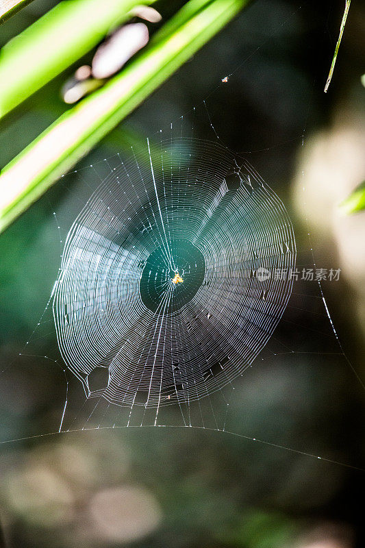 雨林里的蜘蛛网