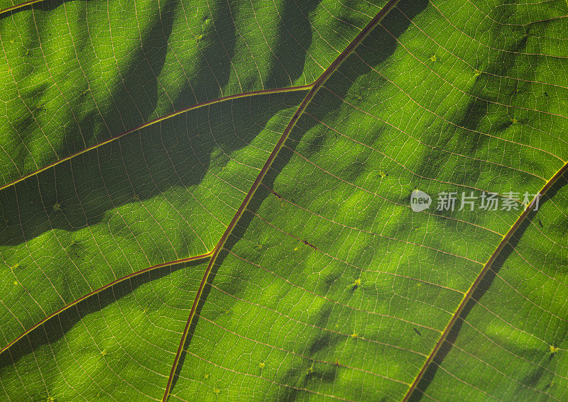 宏观绿色大象耳朵背景纹理