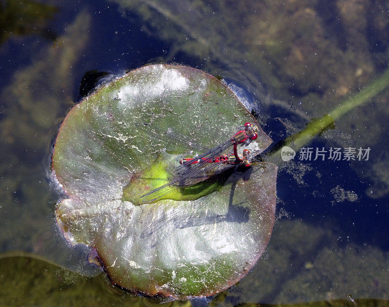 两个红色的蜻蜓