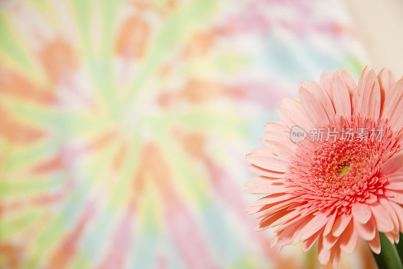 粉红色的雏菊、菊花点缀着五彩缤纷的春天背景。