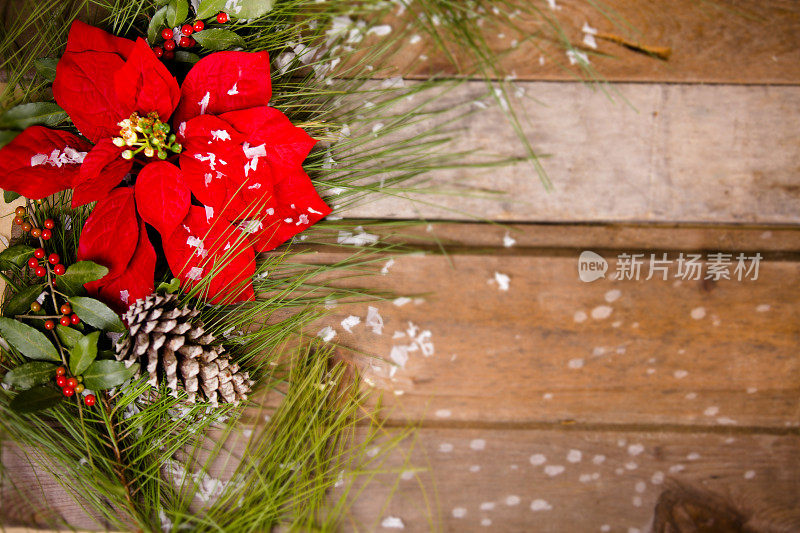 圣诞边框与松树枝和一品红。
