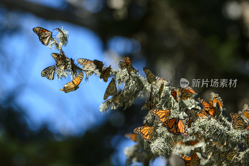 许多黑脉金斑蝶在树枝上休息