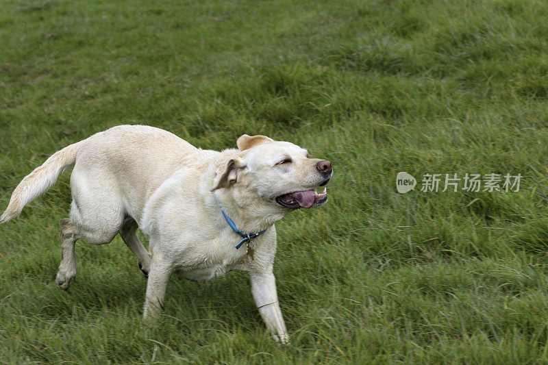 金黄色的拉布拉多寻回犬奔跑着，舌头耷拉着