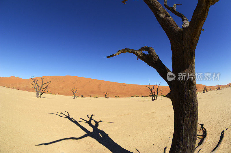 树和阴影与沙丘的背景