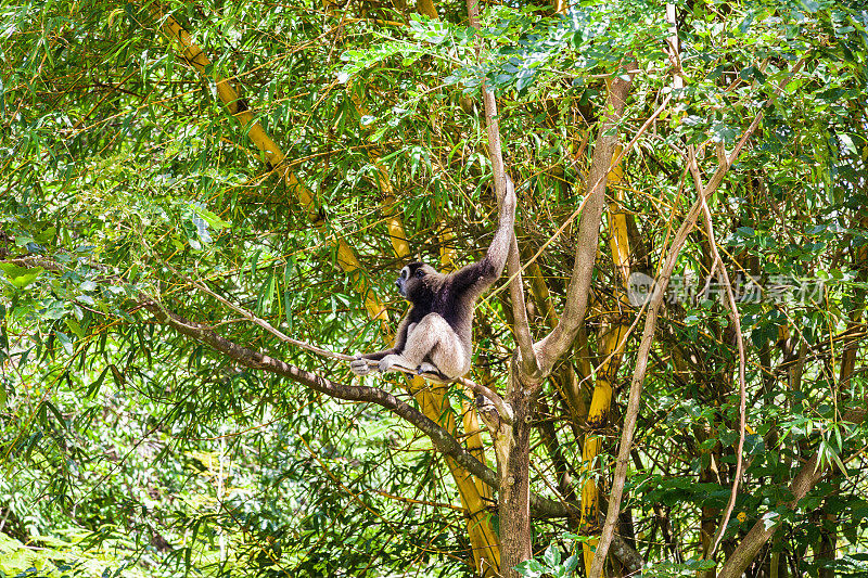 长臂猿坐在树枝上