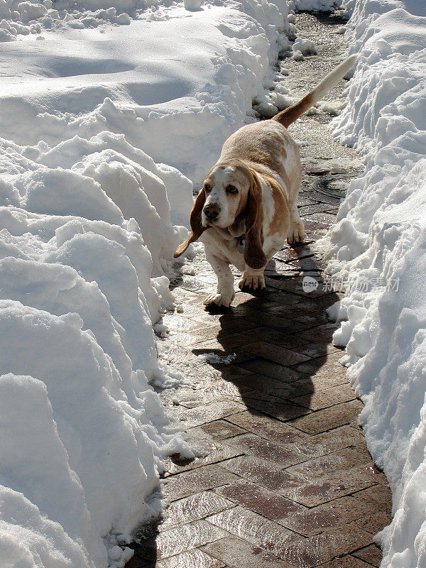 猎犬&雪