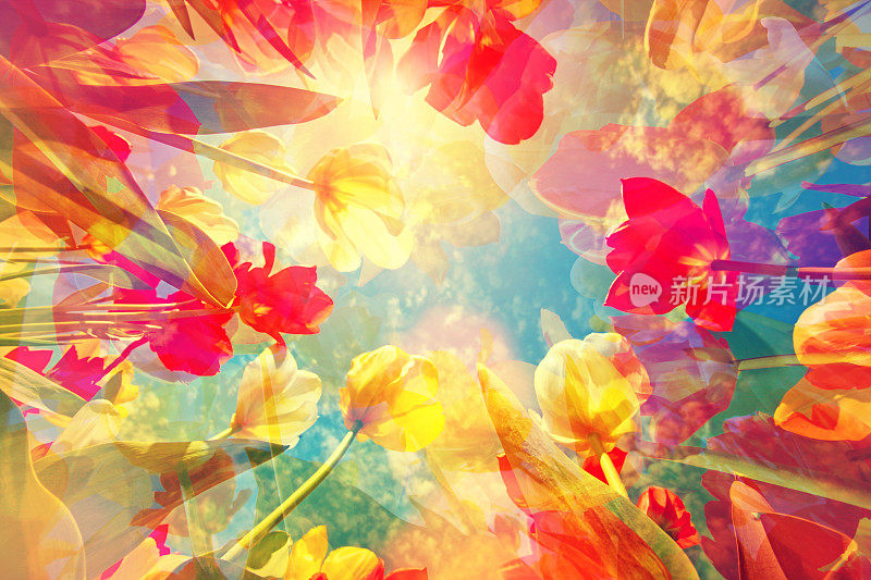 抽象的彩色背景与美丽的花朵，郁金香和柔和的色调