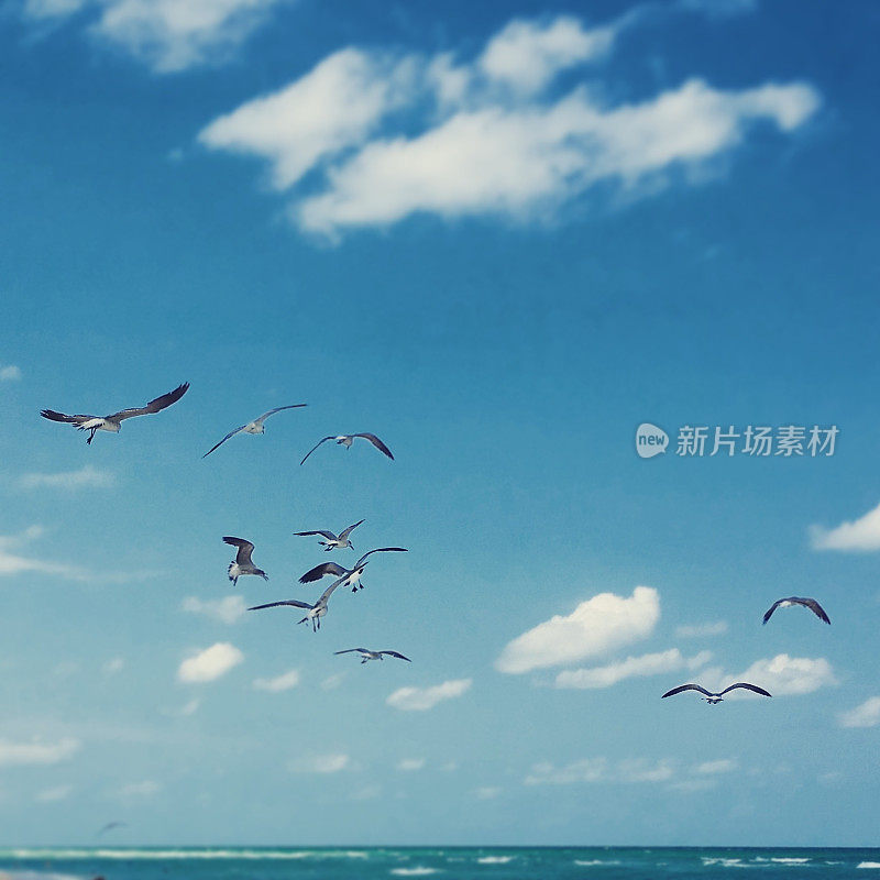 一群海鸥飞过海滩和蓝天