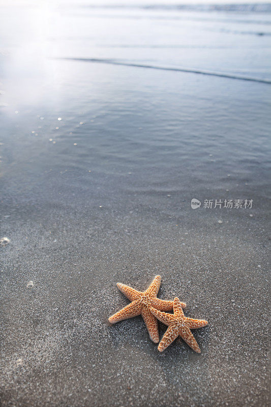 海滩上的一对海星