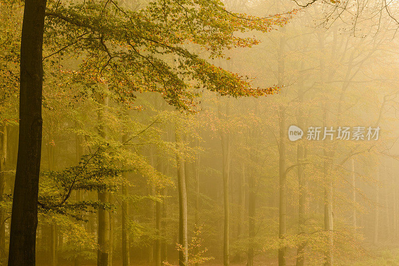 秋天山毛榉森林