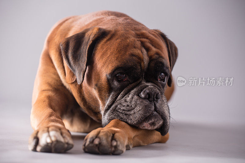 拳师犬躺下