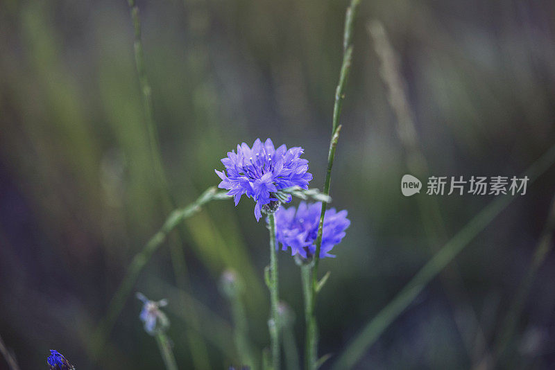 科罗拉多野花。散焦草中的矢车菊