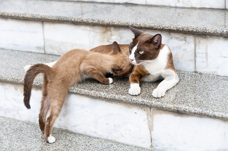 流浪小猫从它的母亲那里得到食物