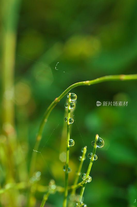 草叶上的晨露