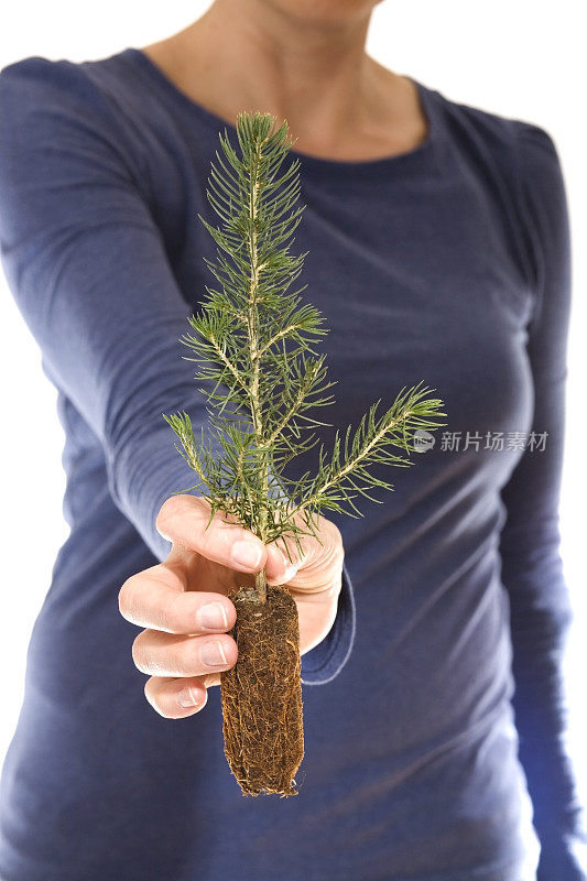 女人手里拿着一株常青树的幼苗。孤立的白色。