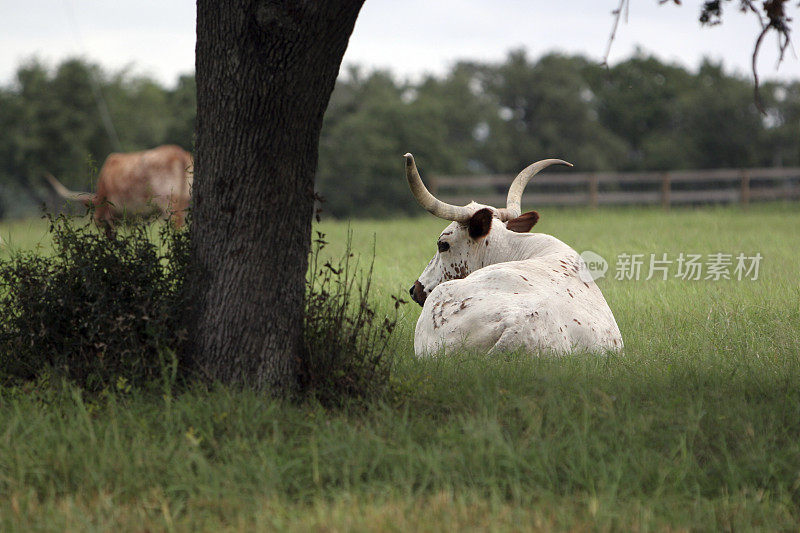 长角牛在树下休息