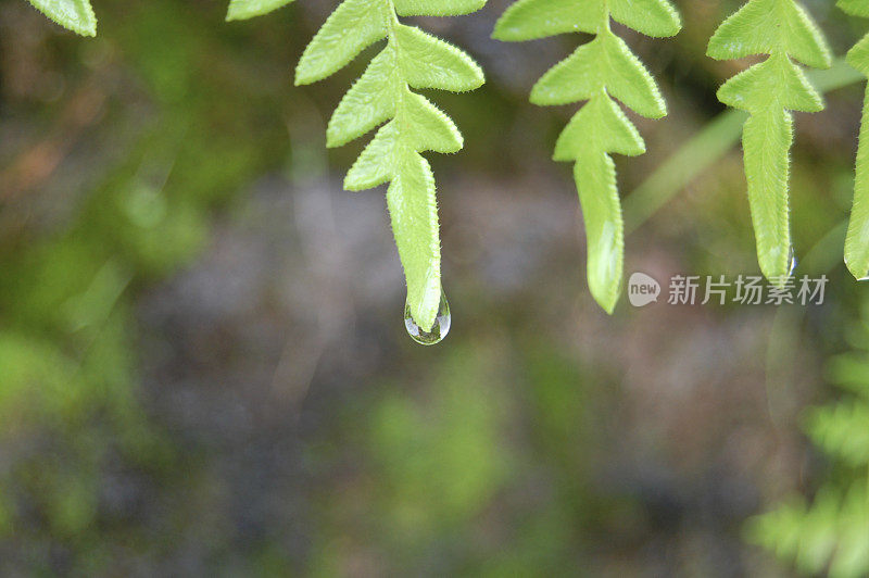 雨天蕨类植物