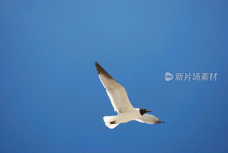 一只海鸥飞过湛蓝的天空