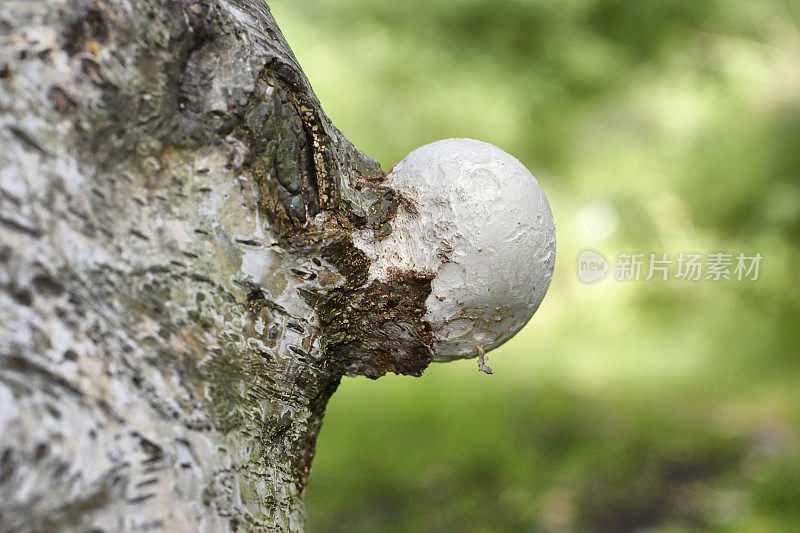 桦木多孔真菌