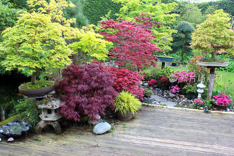日本花园中有盆景树，枫树(槭树)，装饰