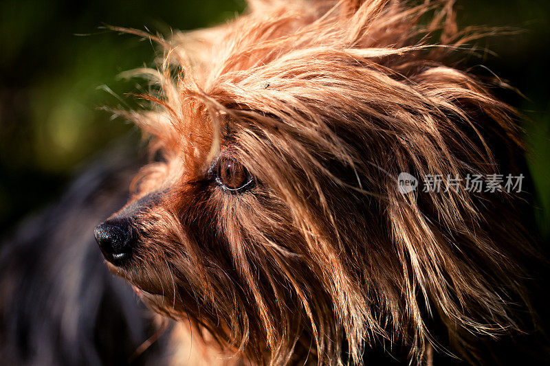 约克郡犬特写肖像