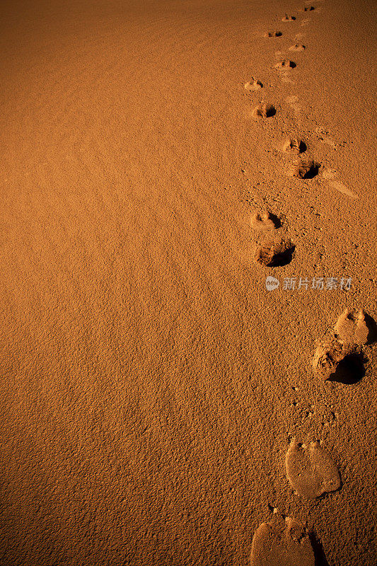 塔尔沙漠的脚步