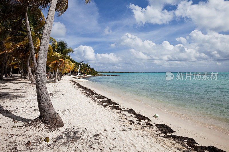 加勒比海滩和棕榈树