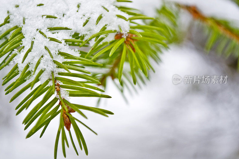 冷杉和雪