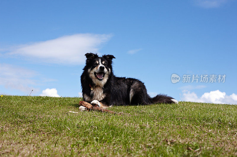 友善的边境牧羊犬在草地上用棍子