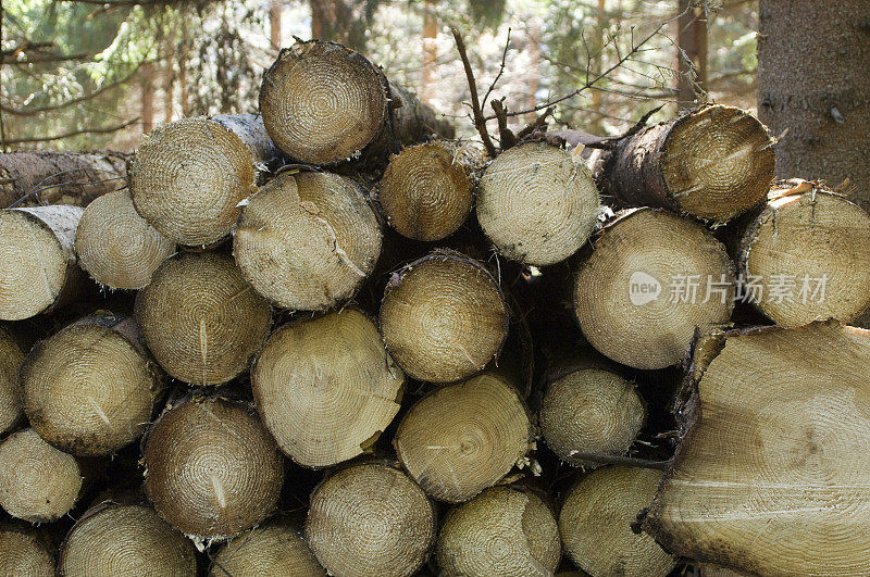 木材工业-森林中的木材场
