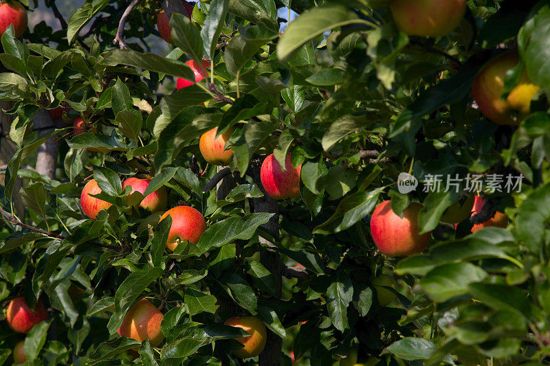 在树枝上的Gala苹果。